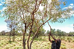 Yuendumu Gold 33