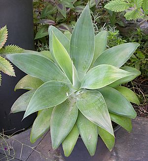 Agave attenuata Pot 2250px