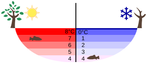 Anomalous expansion of water Summer Winter