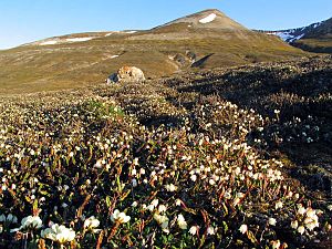 Arctic bell-heather