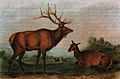 Audubon-eastern-elk