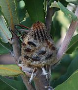 Banksia coccinea infructescence