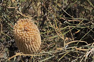 Banksia lullfitzii-4.JPG