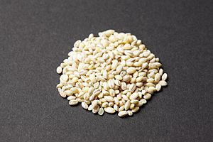 Barley grains