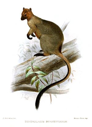 Bennett's Tree-kangaroo.jpg