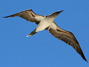 Blue-footed Booby Galapagos RWD2