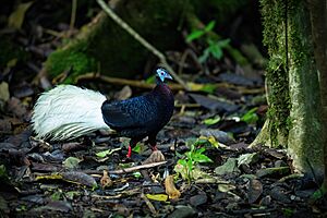 Bulwer's Pheasant male 0A2A0516.jpg