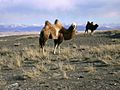 Camels in Kosh-Agachsky District