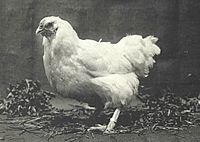 Chantecler hen 1926.jpg