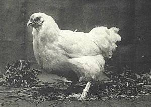 Chantecler hen 1926