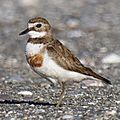 Charadrius bicinctus LC0288 (cropped)