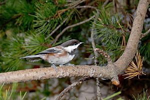 Chestnut-backed Chickadee