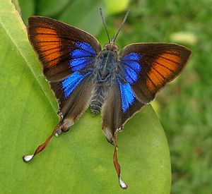 Common Fig-tree Blue