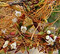 Cuscuta californica (27003668764)