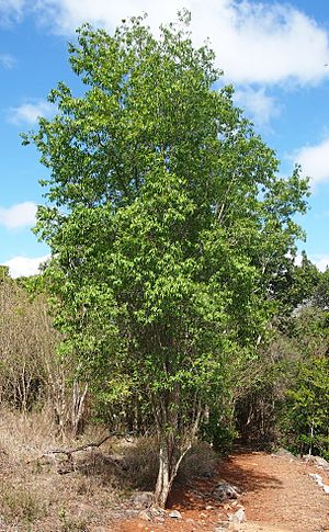 Ehretia membranifolia habit.jpg