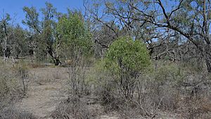 Emu Bush (15301764483)