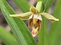 Epipactis gigantea flower closeup