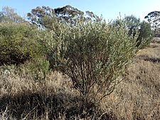 Eremophila glabra glabra (habit)