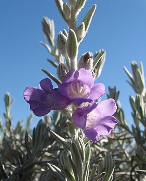 Eremophila nivea.jpg