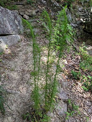 Eupatorium capillifolium plant