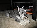 Female Mini Schnauzer