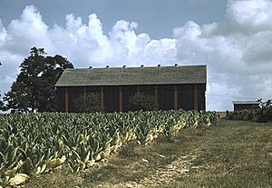 Field of burley