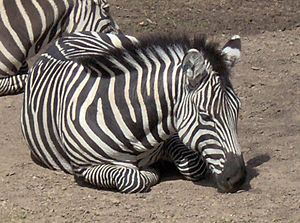 FortWorthZebra