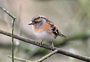 Fringilla montifringilla -England -female-8 (2).jpg