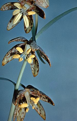 Fritillariaatropurpurea.jpg