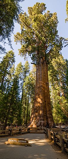 General Sherman Tree 2013