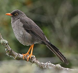 GreatThrush.jpg