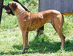 Great Dane K02.jpg