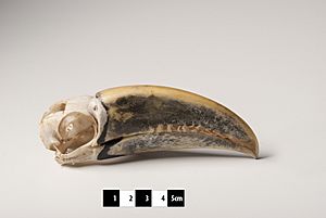 Green-Billed Toucan skull MAV 01