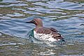 Guillemot (Uria aalge) mature, on water