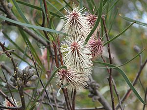 Hakea minyma.jpg