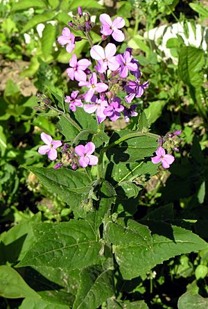 Hesperis matronalis.JPG