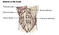 Illu trunk muscles