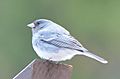 Junco hyemalis aikeni 34920946 (cropped)