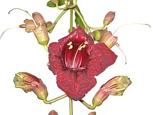 Kigeliaflower, white background