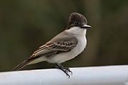 La Sagra's flycatcher (Myiarchus sagrae)