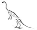 Large marsh anchisaurus