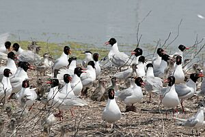 Larus melanocephalus with chicks