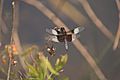 Male Widow Skimmer Dragonfly