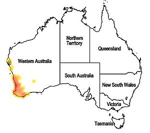 Map.Hemiandra pungens.jpg