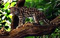 Margaykat Leopardus wiedii