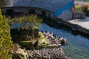 Marwell Penguin Cove Nov2015