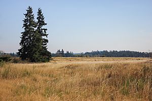 Mazama Pocket gopher habitat