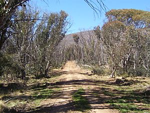 Namadgi National Park walking trail