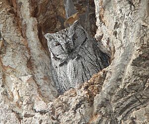 OWL, WESTERN SCREECH (11-20-11) patagonia-sonoita creek preserve, scc, az -01 copy (6372781911).jpg