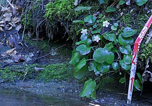 Oconee-Bells-Highlands-Biological-Station.jpg